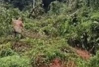 Akses Transportasi Bambor-Werang dan Langgo putus total, tumpukan Tanah longsor menutupi beberapa titik diwilayah Kecamatan Mbeliling dan Sano Nggoang