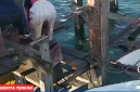 Kondisi Jetty yang berada di Kampung Ujung Labuan Bajo sudah rusak Parah.